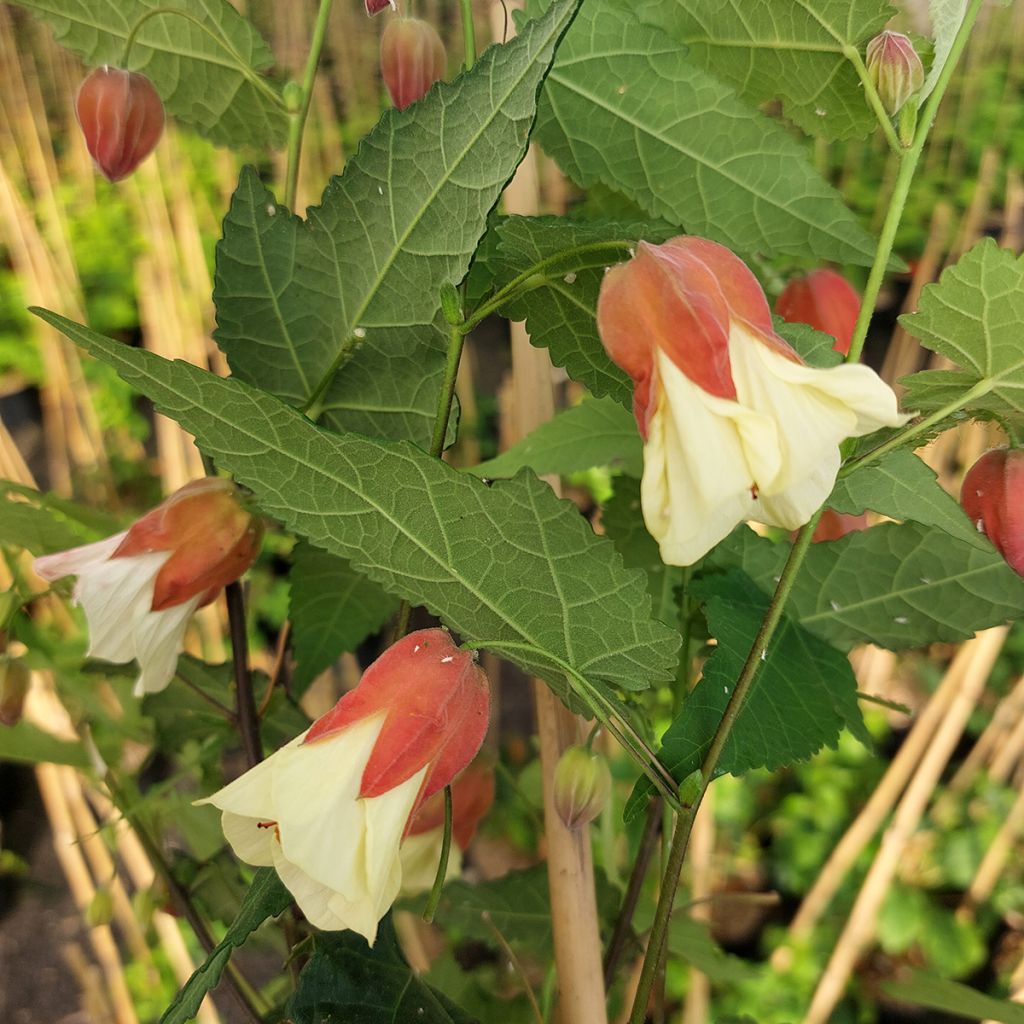 Abutilon megapotamicum Ines - Indian Mallow