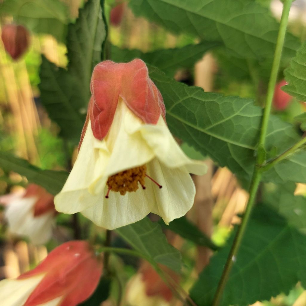 Abutilon megapotamicum Ines - Indian Mallow