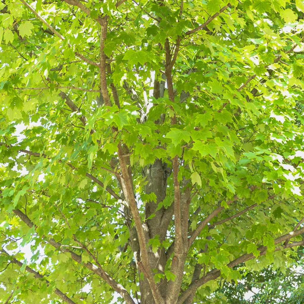 Acer rubrum Sun Valley - Maple