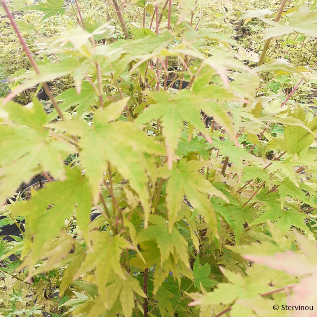 Acer palmatum Red Wood - Japanese maple