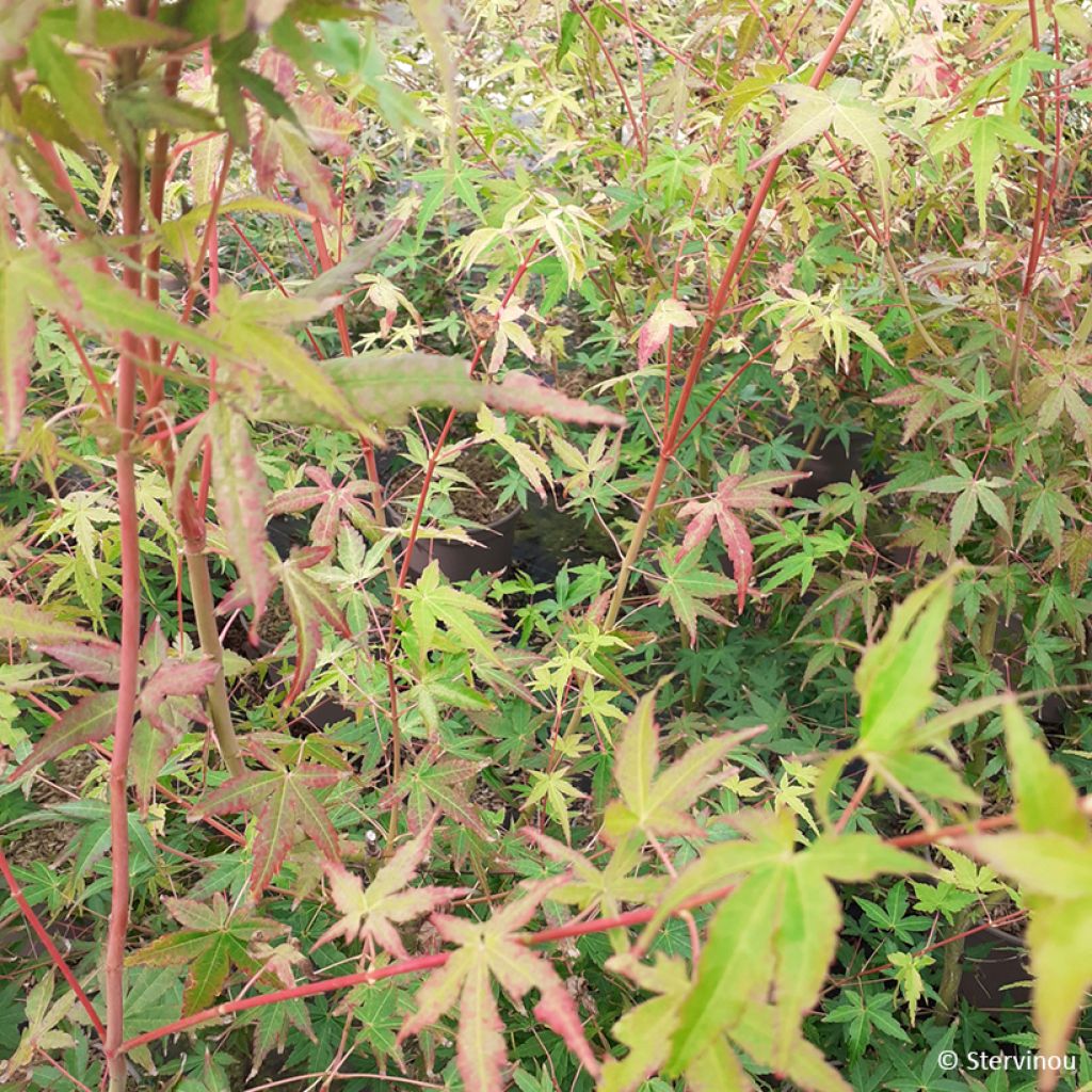 Acer palmatum Ueno Yama - Japanese maple
