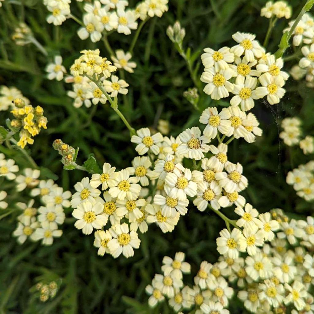 Achillea King Edward