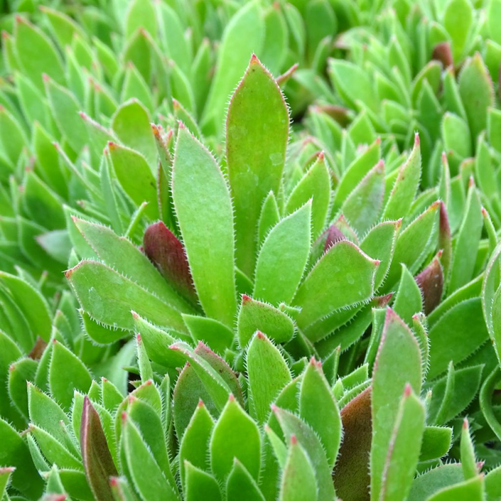 Aeonium arboreum Cornish Tribute - Aéonium en arbre