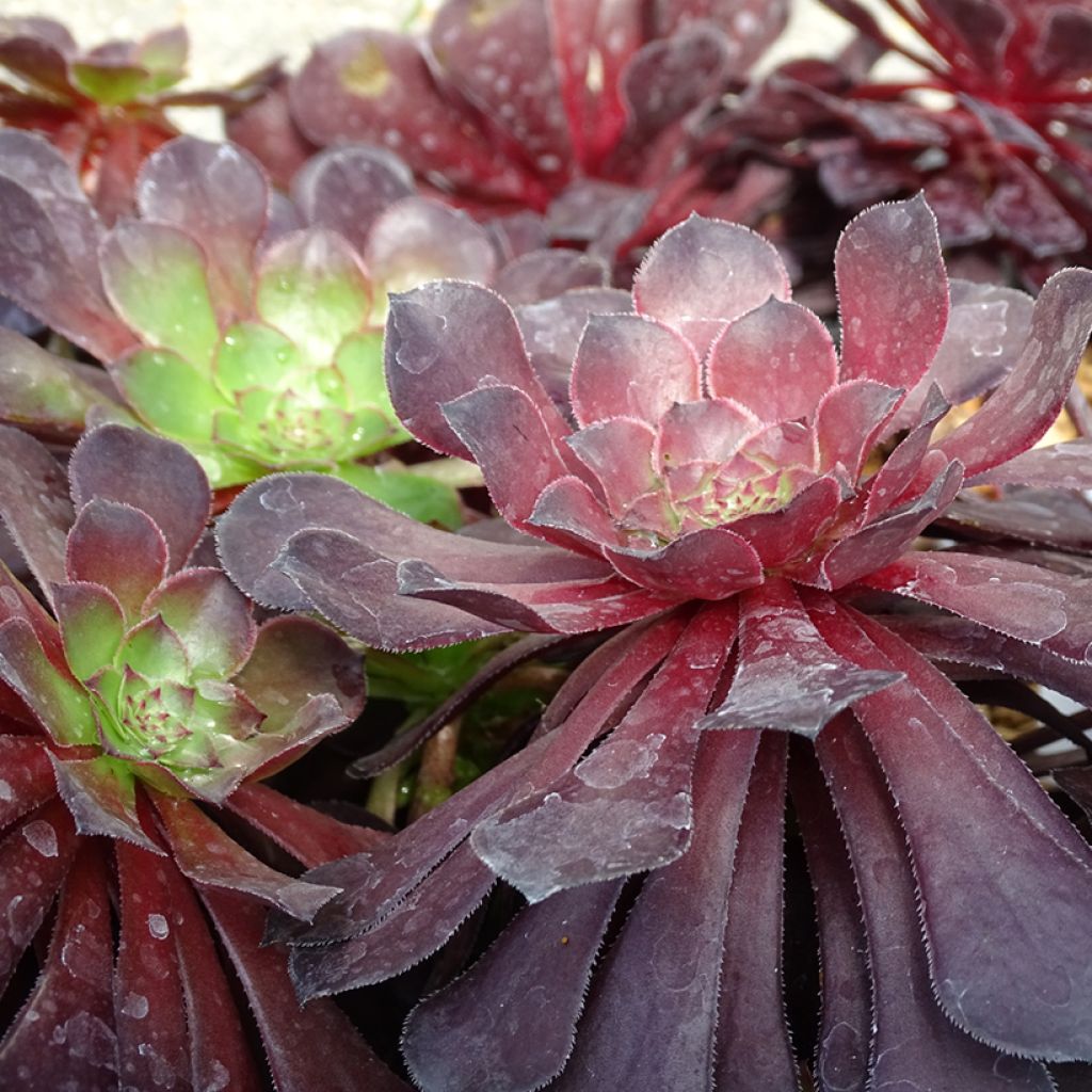 Aeonium arboreum Du Rozzen - Aéonium en arbre