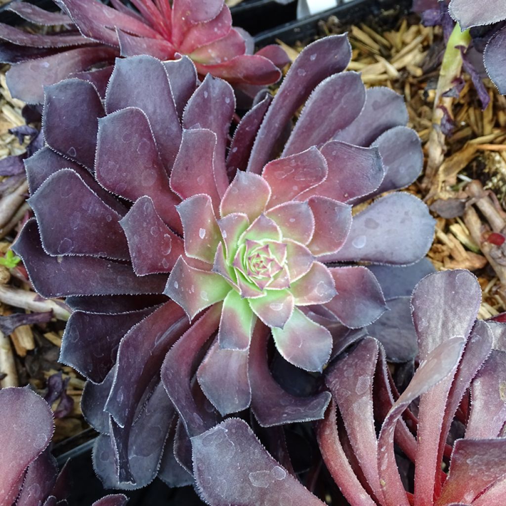 Aeonium arboreum Du Rozzen - Aéonium en arbre