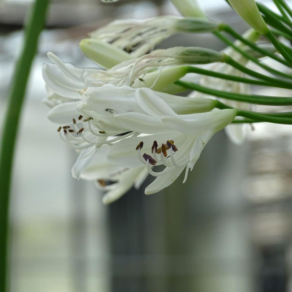 Agapanthe hybride Vallée de la Sarthe