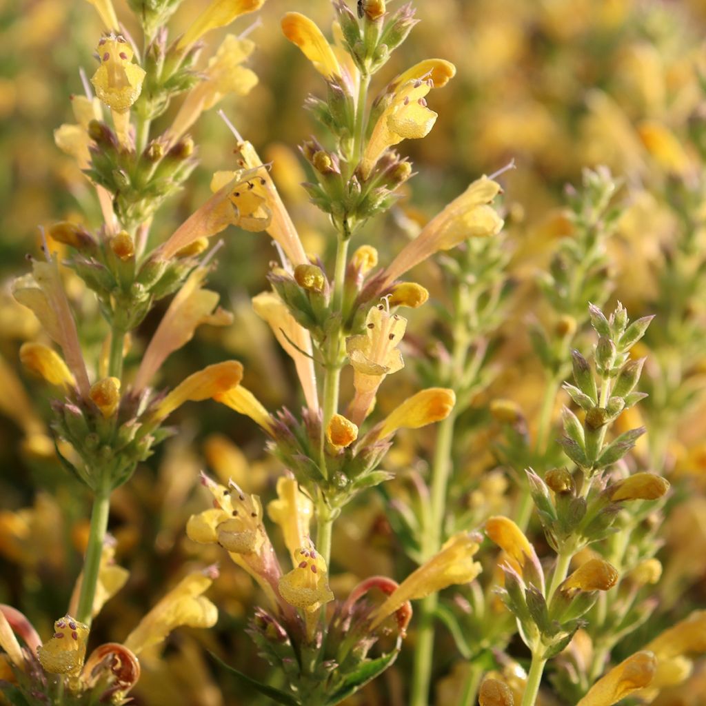 Agastache Kudos Yellow ®