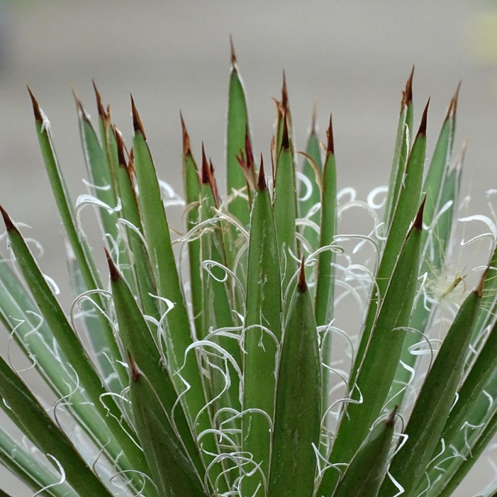 Agave filifera