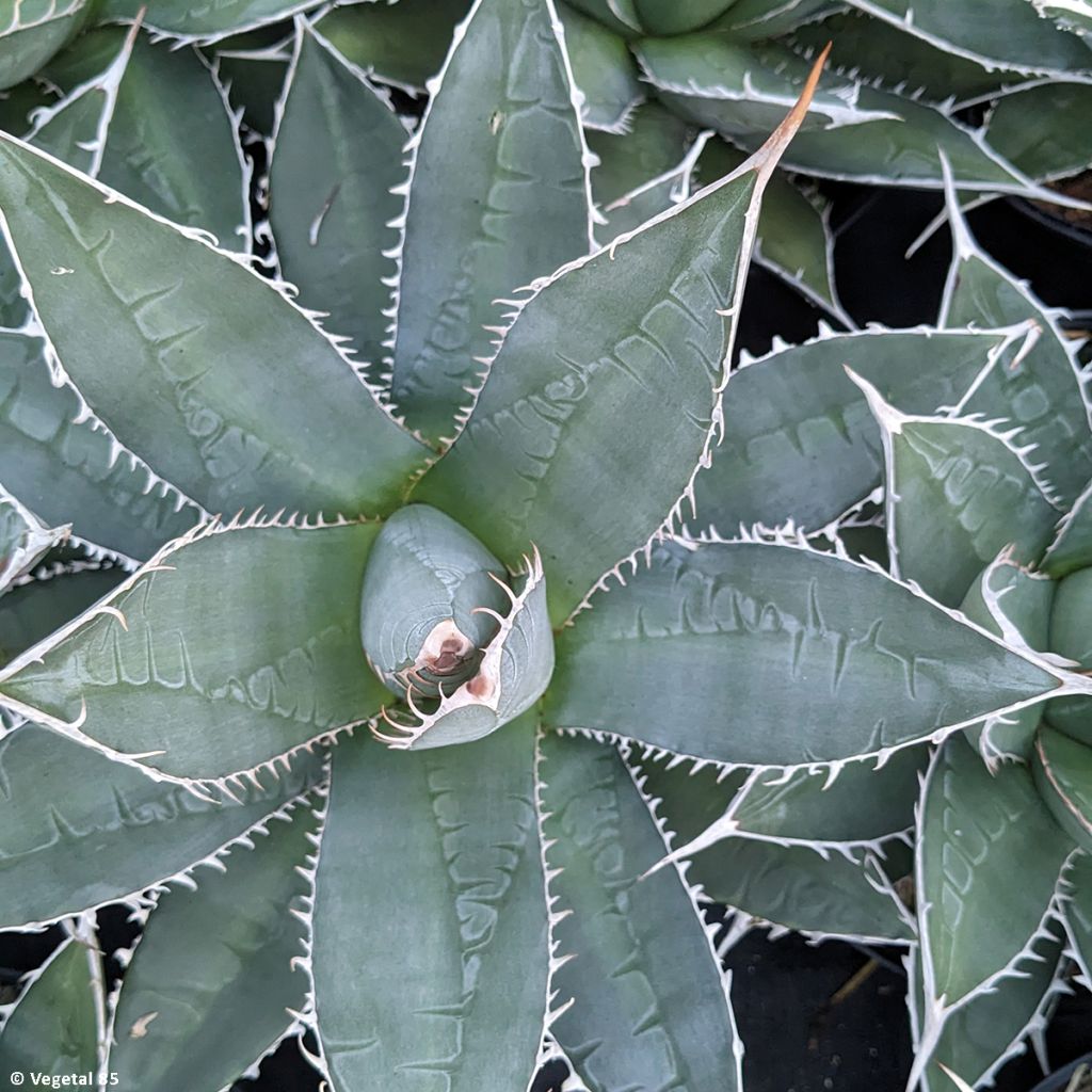 Agave kerchovei