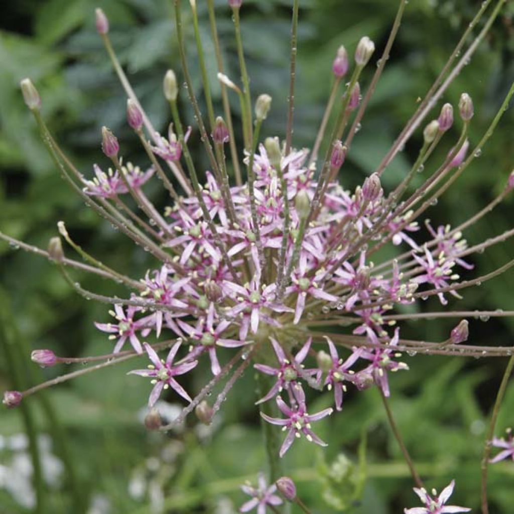 Ail d'ornement - Allium schubertii