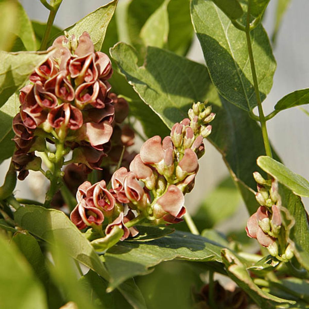 American Groundnut - Apios americana