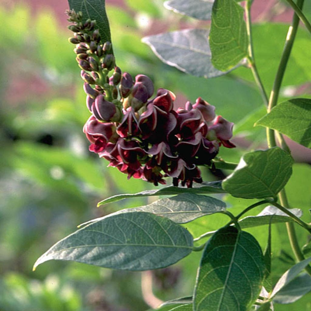 American Groundnut - Apios americana