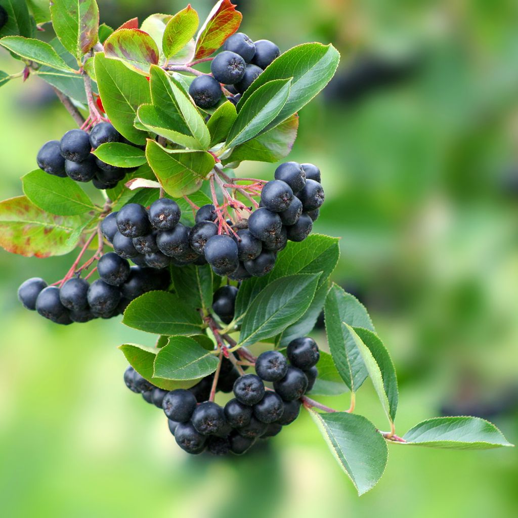 Aronia prunifolia Lowberry Little Helpers