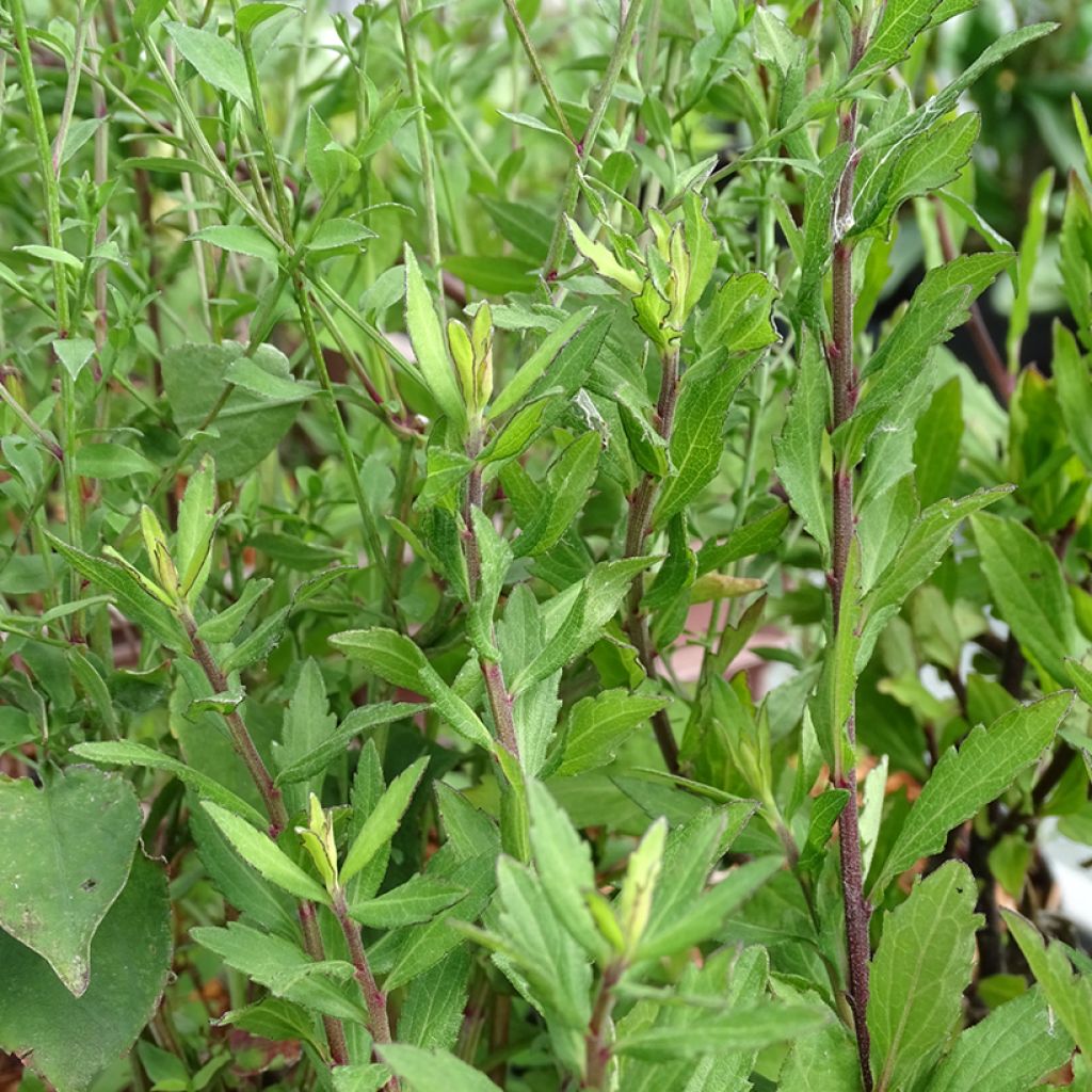 Aster ageratoides Ezo Murasaki