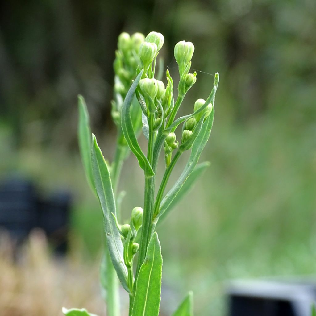 Aster maritime - Aster tripolium ou Tripolium pannonicum