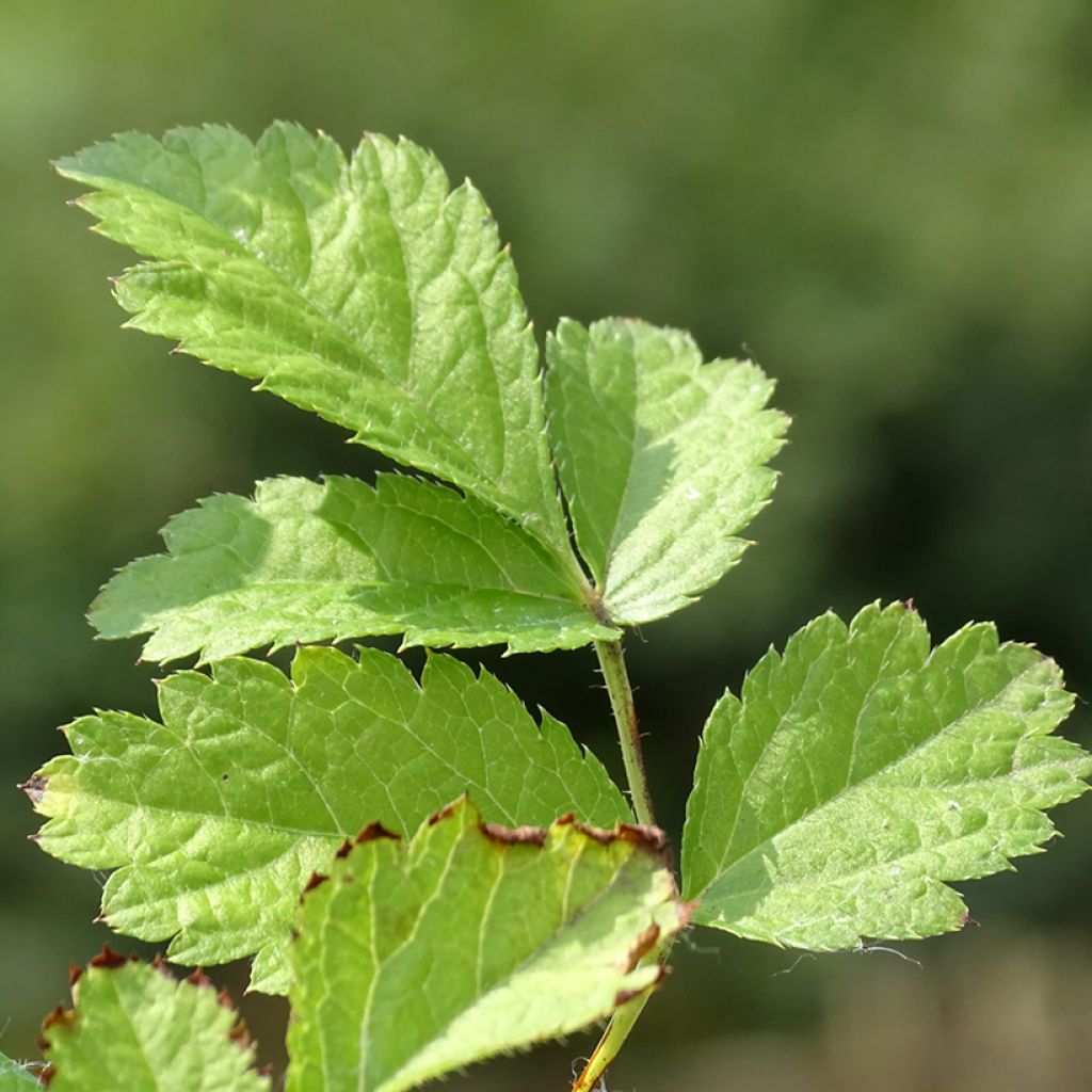 Astilbe chinensis Purpurkerze