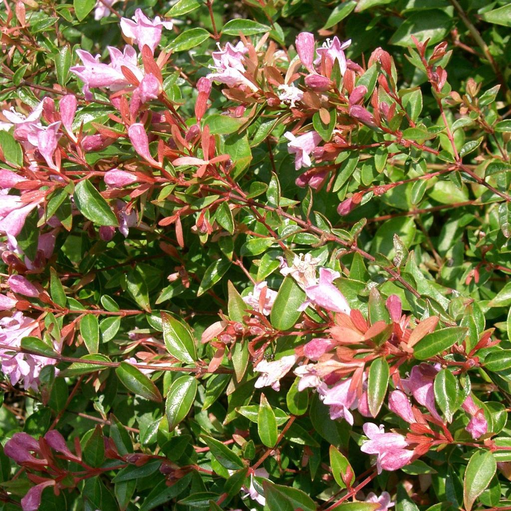 Abelia x grandiflora Edward Goucher