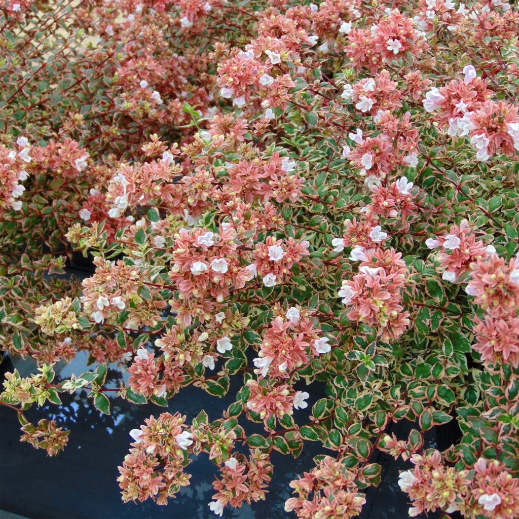 Abelia Magic Daydream