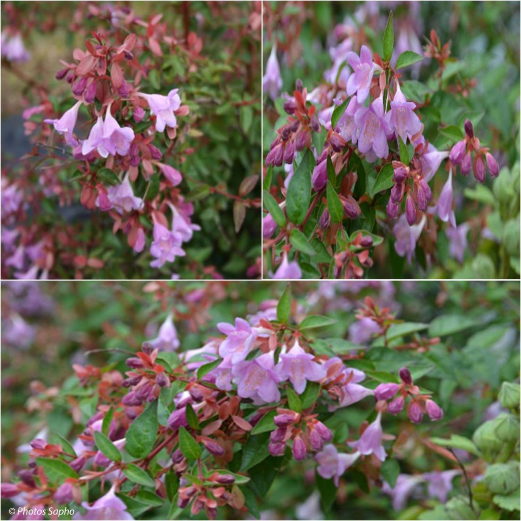 Abelia x grandiflora Pink Pong® ('ABENOV41')