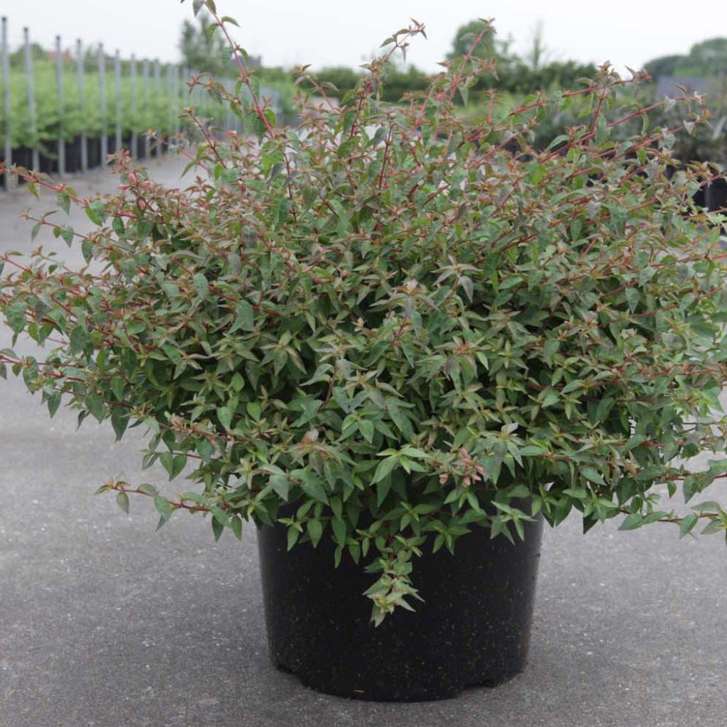 Abelia grandiflora PINKY BELLS