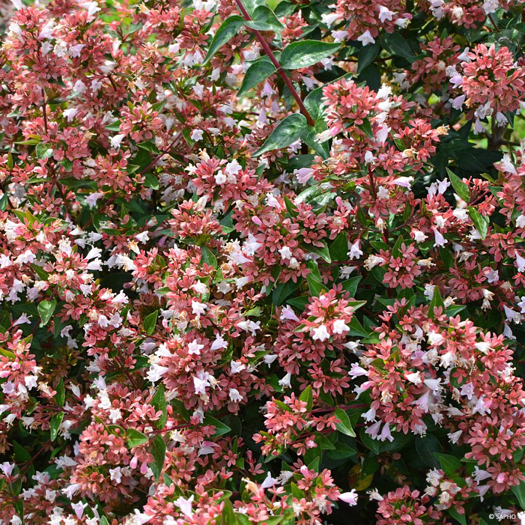 Abelia Raspberry Profusion 