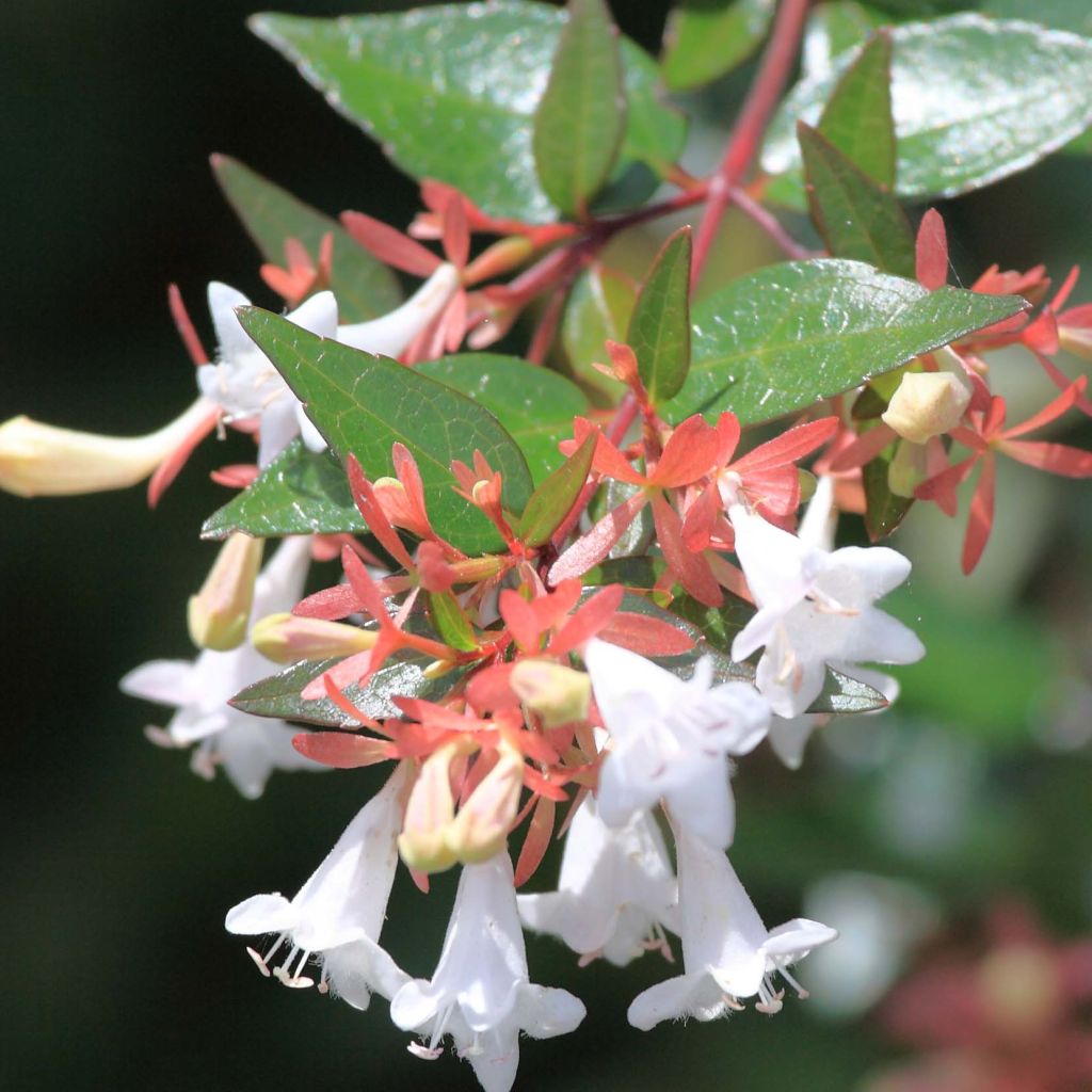 Abelia grandiflora - Abelia with large flowers