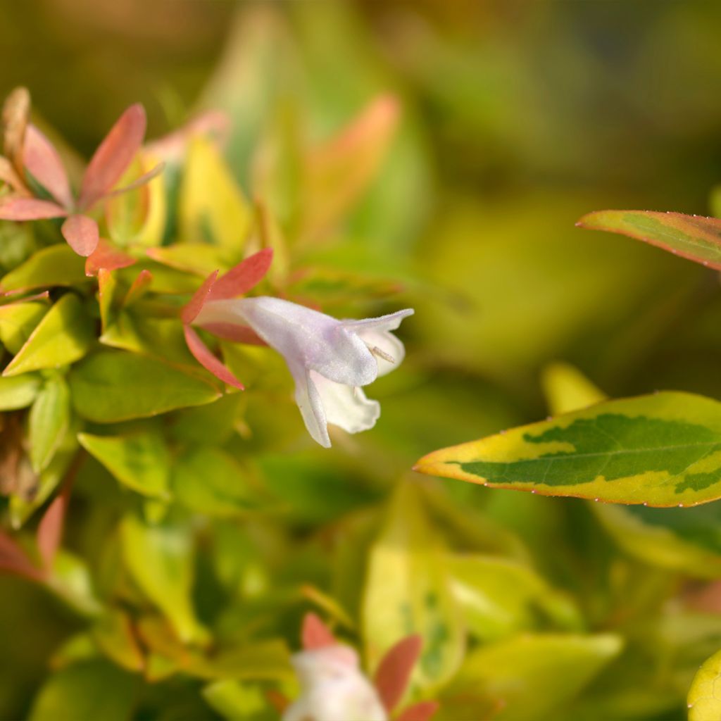 Abélia grandiflora Kaléidoscope	