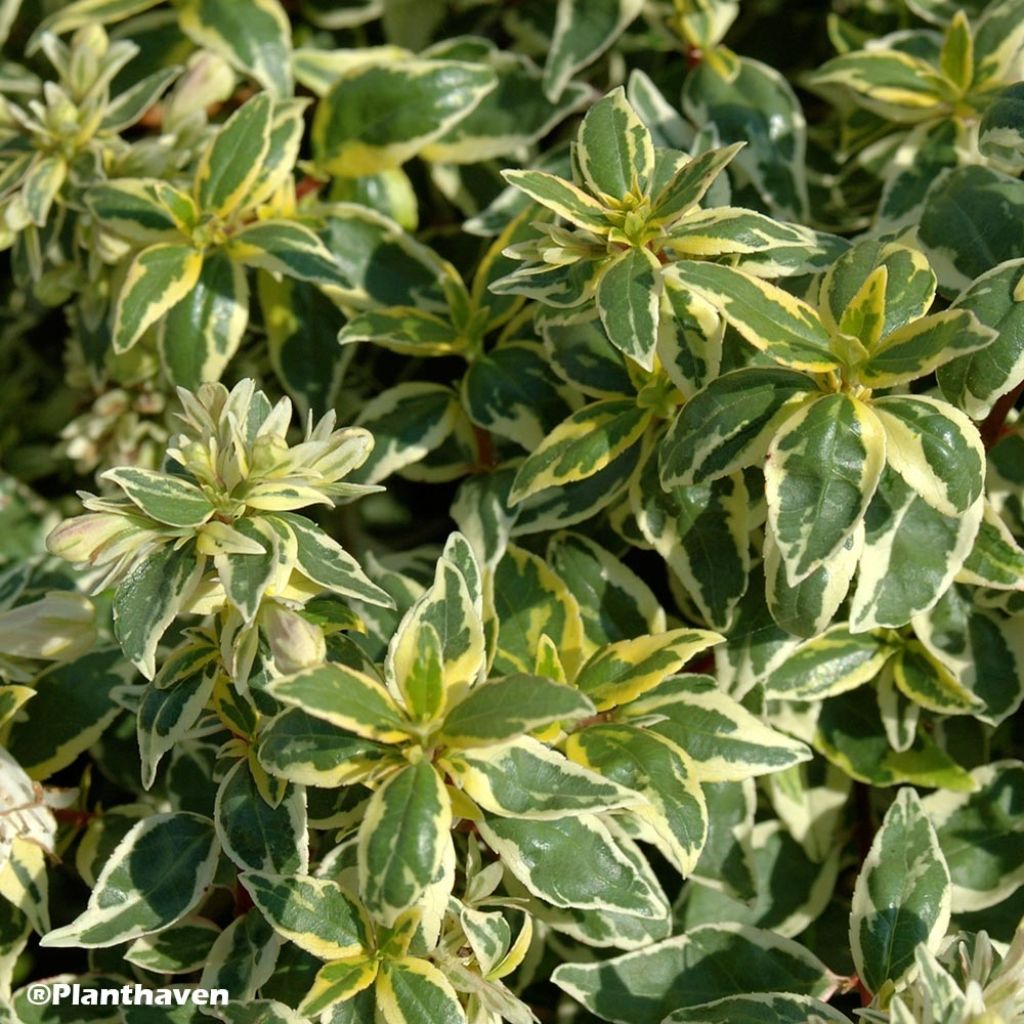 Abelia grandiflora Radiance - Abélia à grandes fleurs