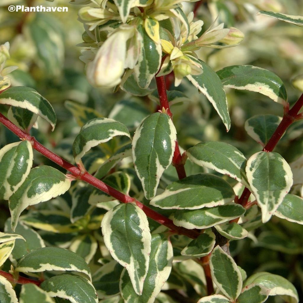 Abelia grandiflora Radiance - Abélia à grandes fleurs