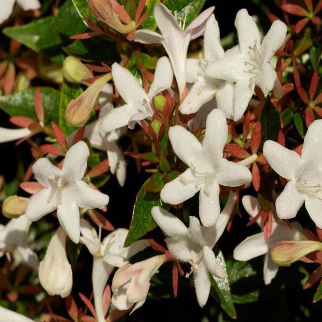 Abelia x grandiflora Sherwood