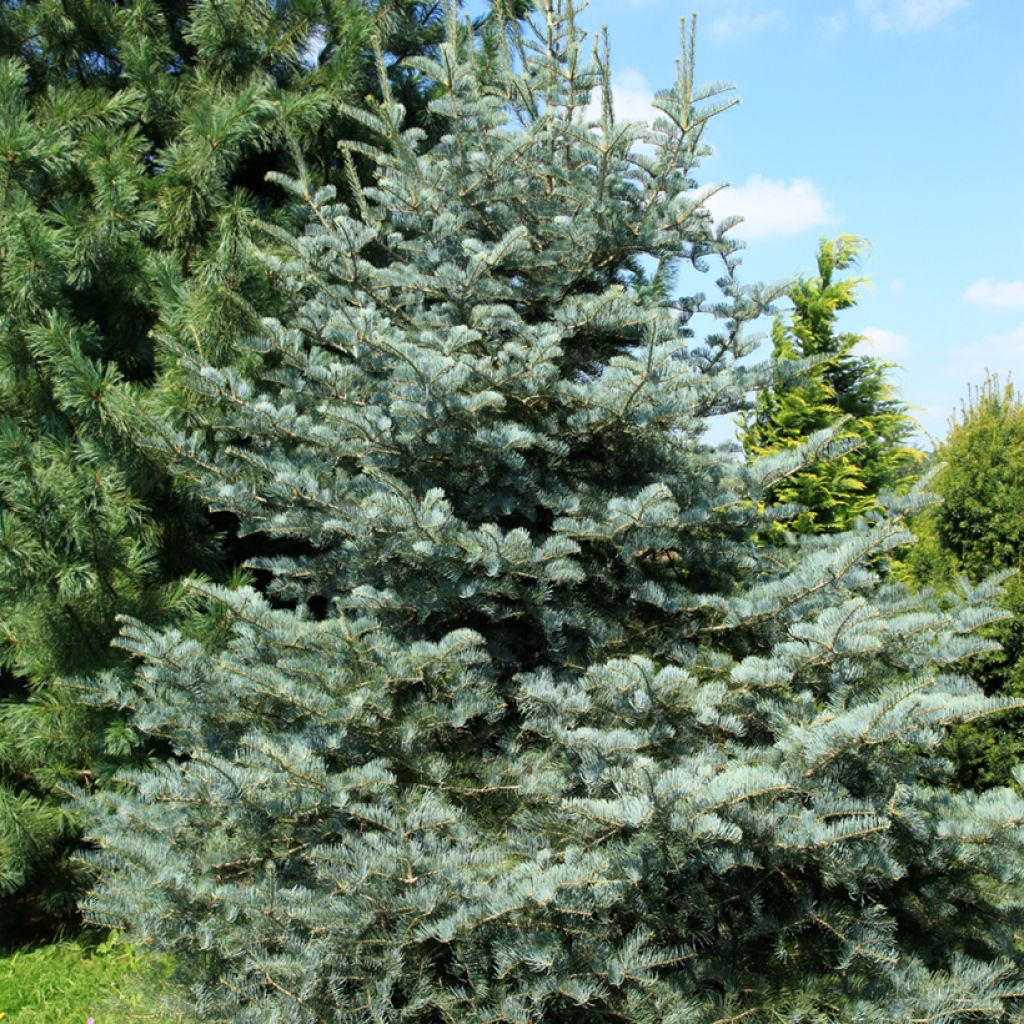 Abies concolour 'Violacea' - Sapin du Colorado Violacea