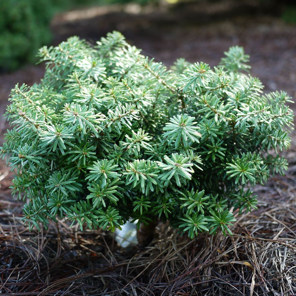 Abies koreana Cis - Sapin de Corée nain                              