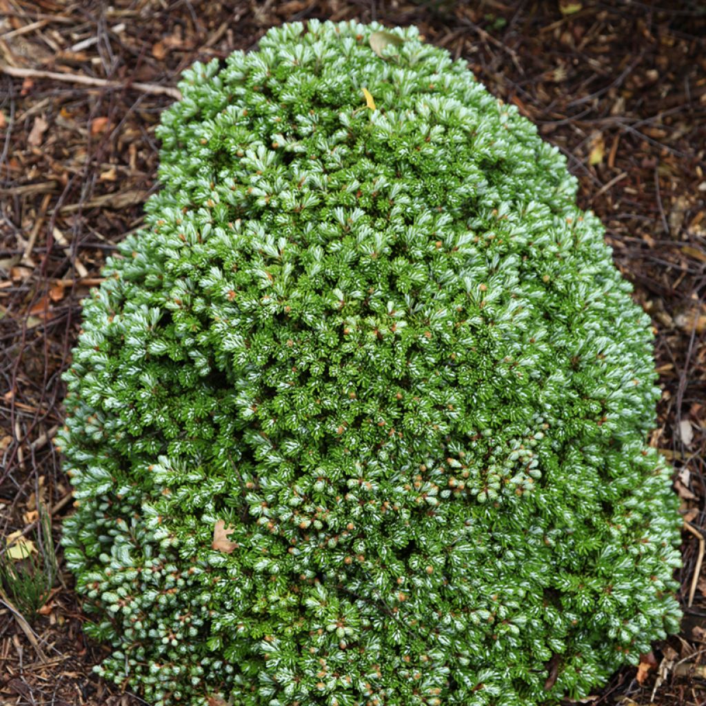 Abies koreana Silberkugel - Sapin de Corée Silberkugel