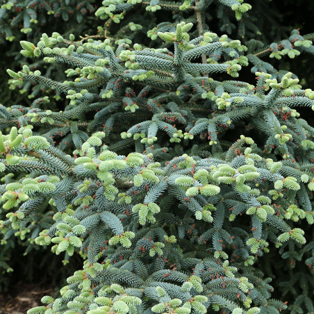 Abies pinsapo Glauca - Glaucous Spanish fir - Spanish fir 'Glauca'