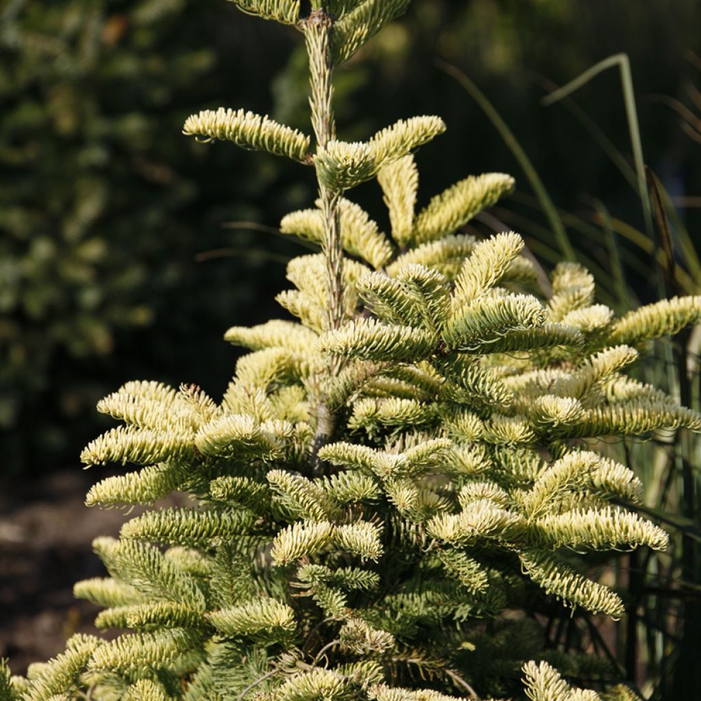 Abies procera 'Sherwoodii' - Sapin noble Sherwoodii, Sapin noble d'Amérique, Sapin bleu, Sapin rouge