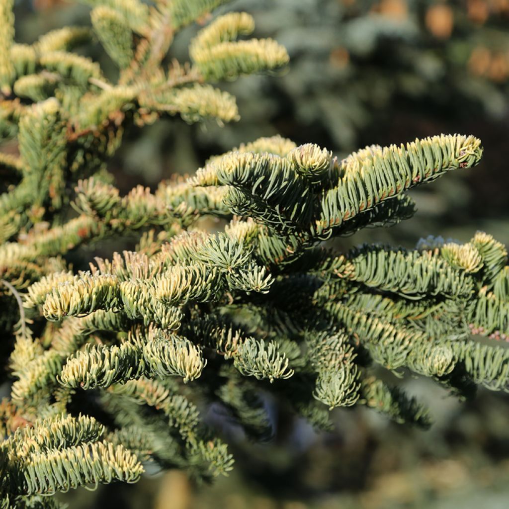 Abies procera 'Sherwoodii' - Sapin noble Sherwoodii, Sapin noble d'Amérique, Sapin bleu, Sapin rouge