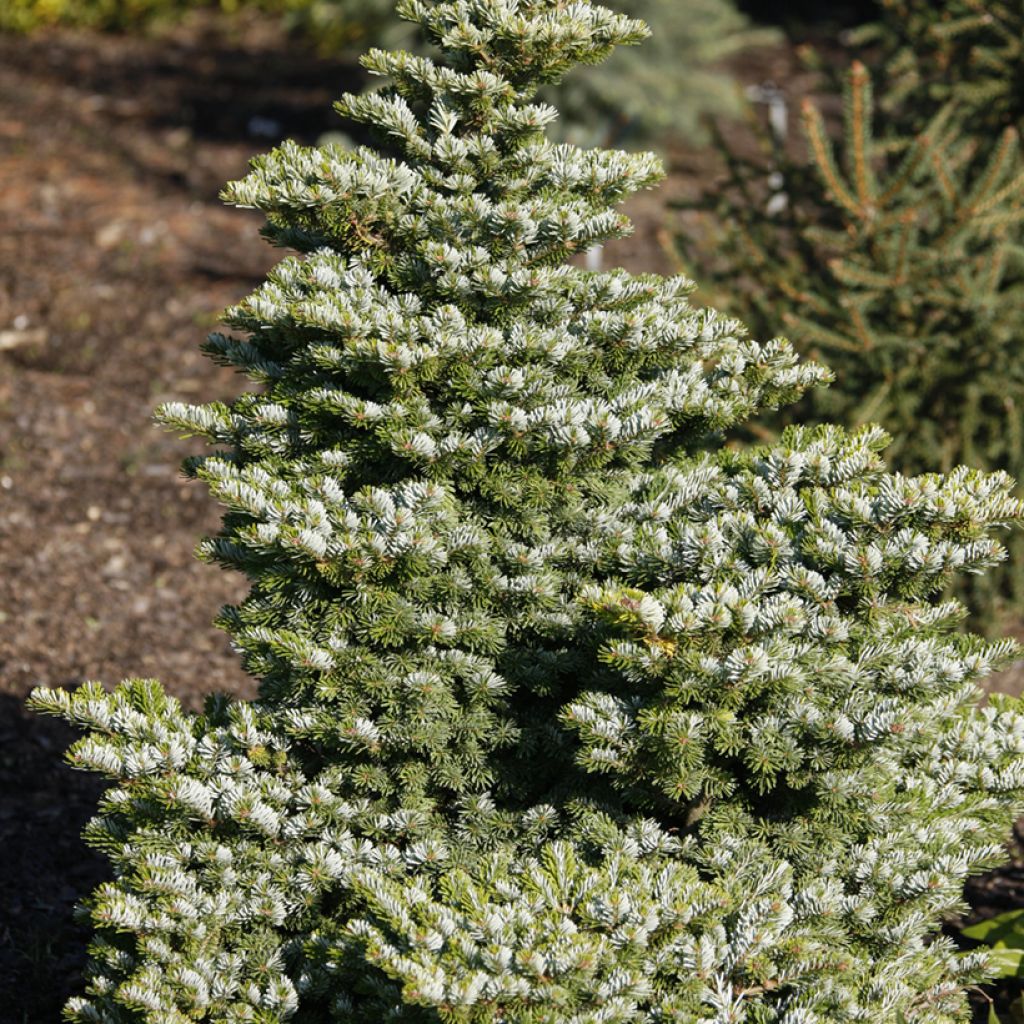 Abies veitchii Heddergott - Sapin de Veitch Heddergott
