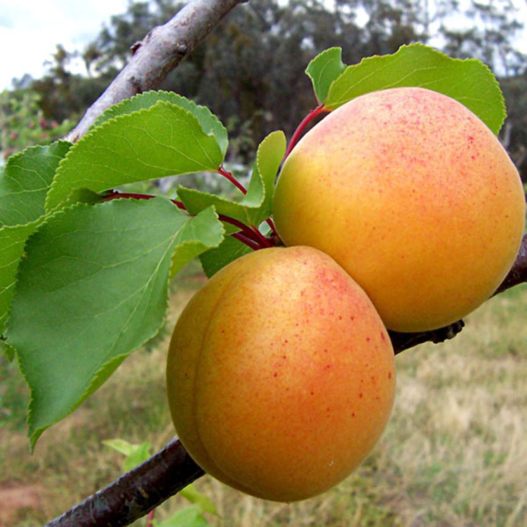 Prunus armeniaca Bergeron Apricot Tree - Prunus armeniaca