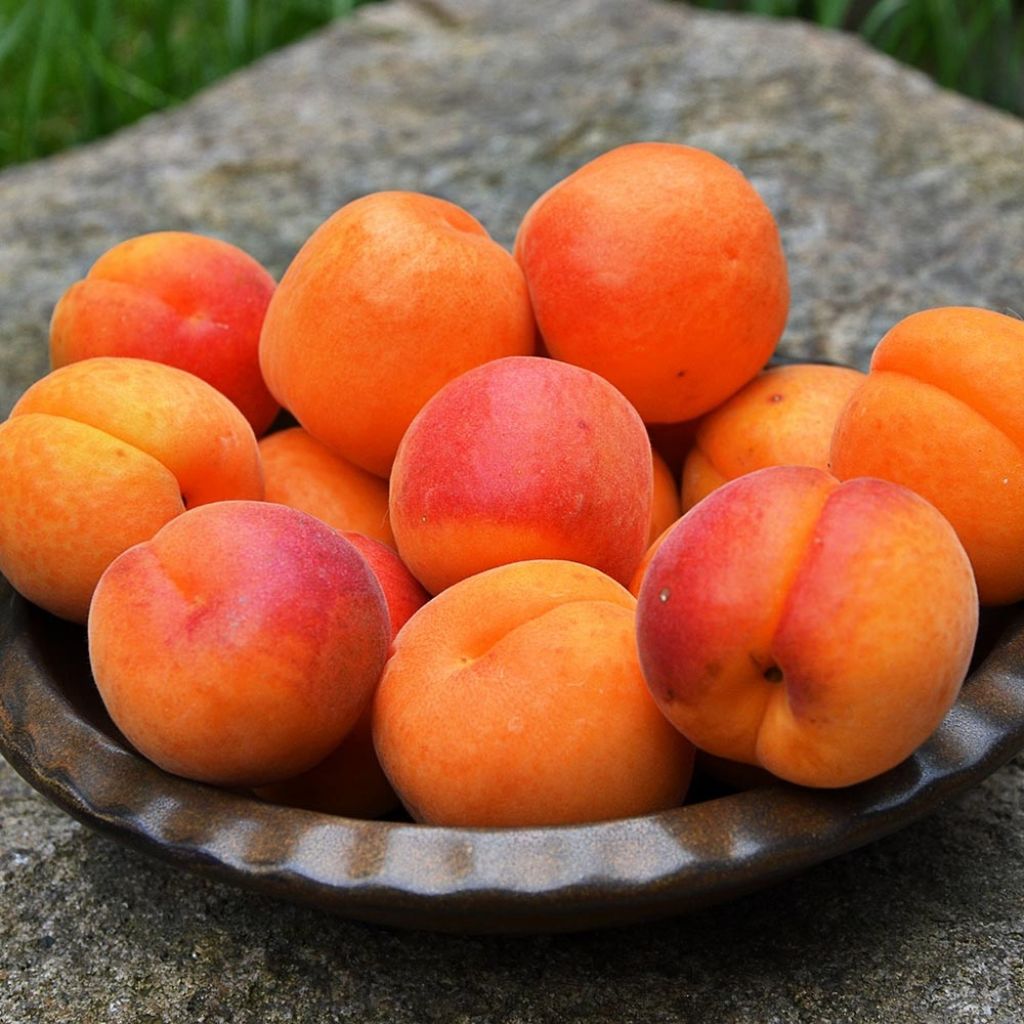 Prunus armeniaca Bergeval - Bergeval Apricot Tree