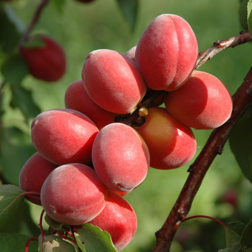 Prunus armeniaca Sunrosso - Apricot Tree