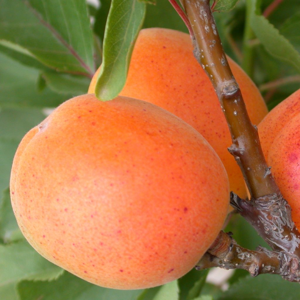 Prunus armeniaca Garden Aprigold - Apricot Tree