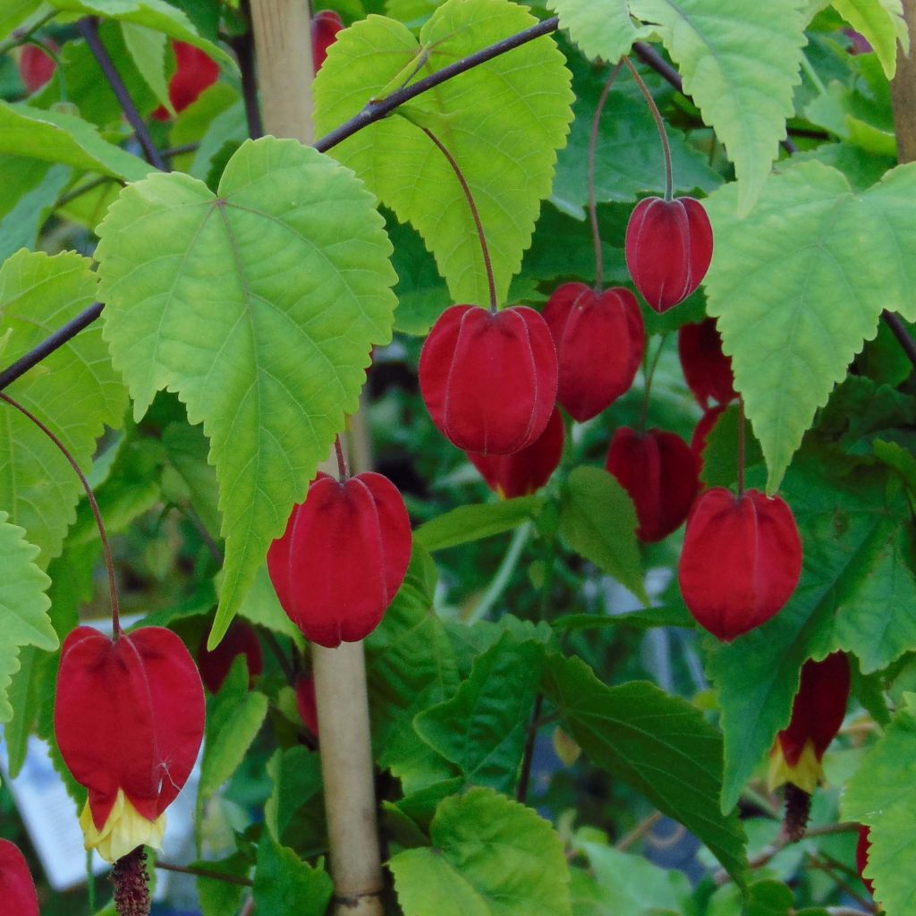 Abulilon megapotamicum - Abutilon du grand fleuve.