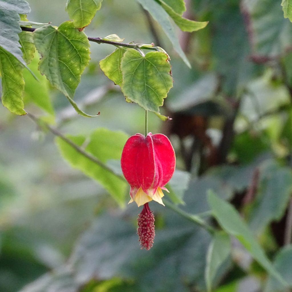 Abutilon megapotamicum - Abutilon du grand fleuve.