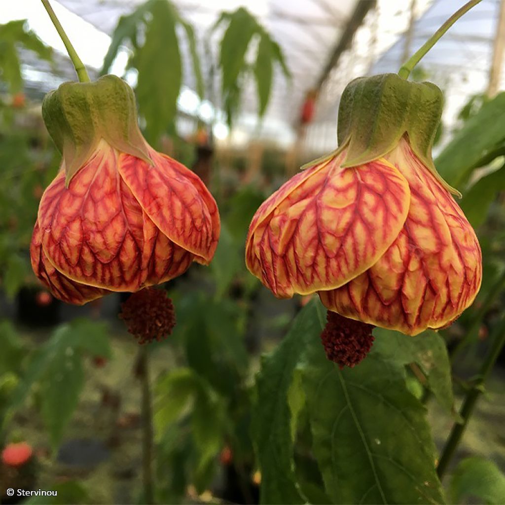 Abutilon striatum Redvein - Erable d'appartement