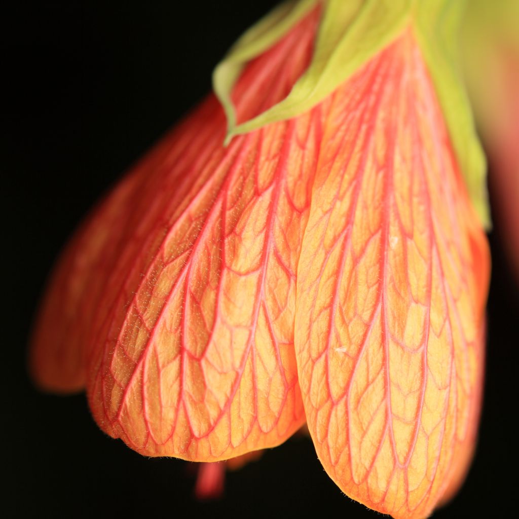 Abutilon Souvenir de Bonn