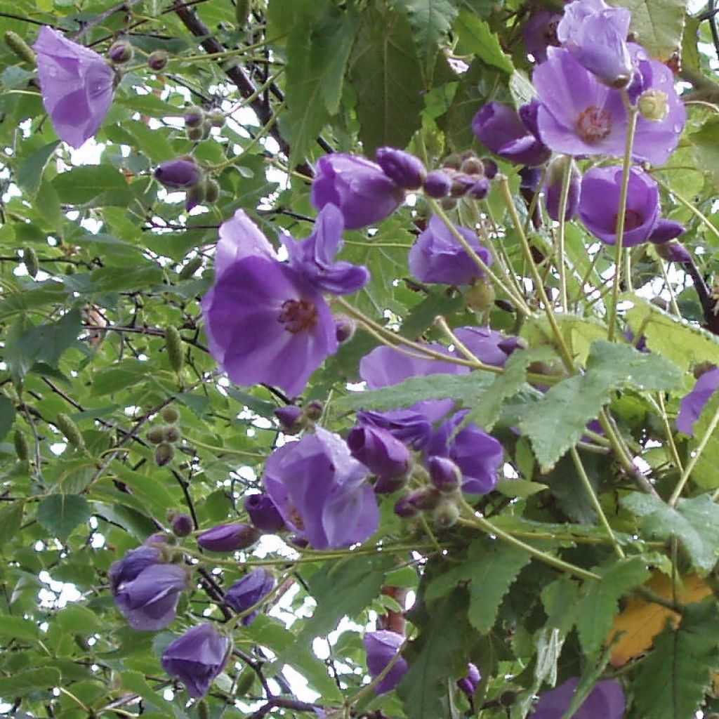 Abutilon vitifolium