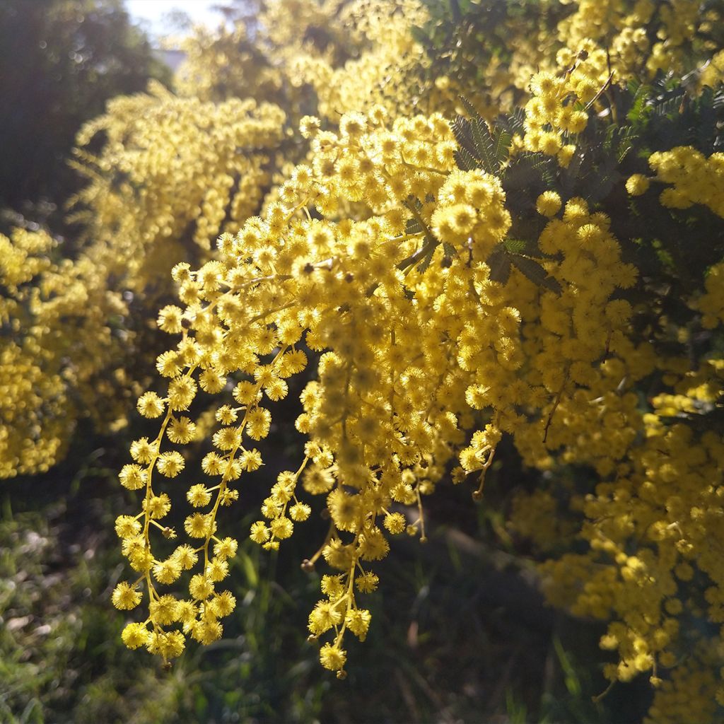 Acacia baileyana Songlines - Mimosa de Bailey