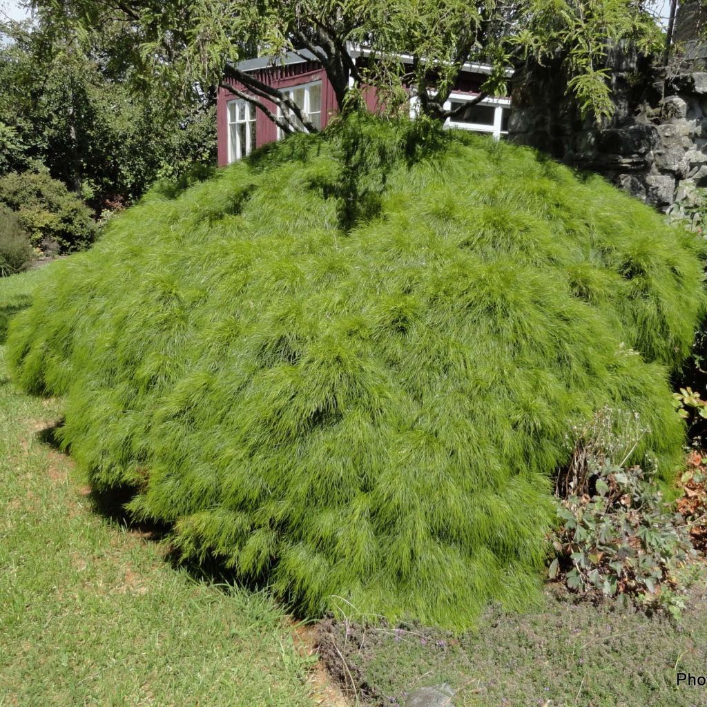 Acacia cognata Limelight