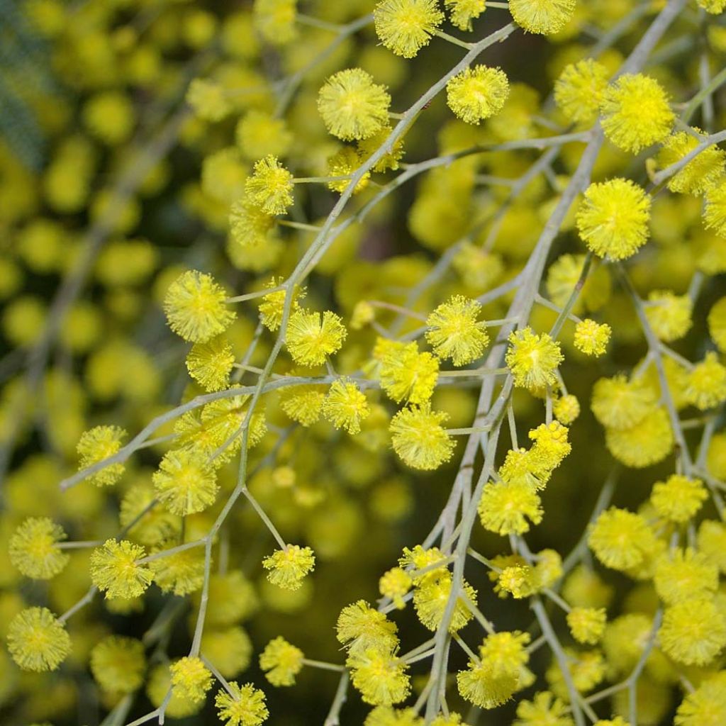 Mimosa - Acacia dealbata