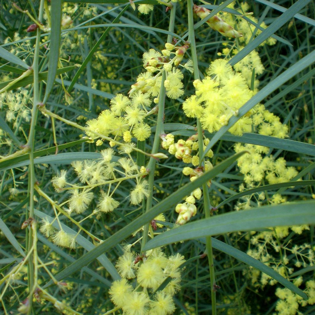 Mimosa à feuilles de saule - Acacia iteaphylla